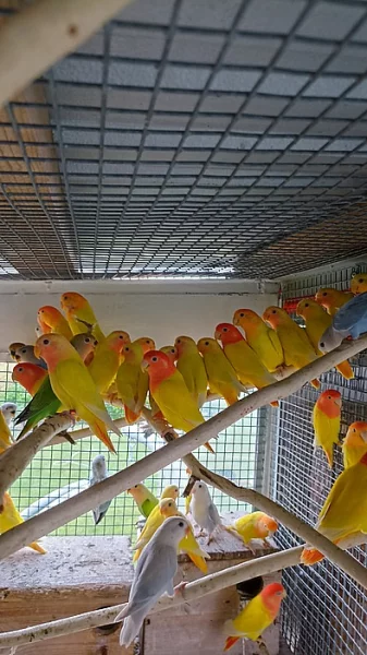 Agapornis ružohrdly opalin