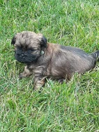 Štěňátka shih-tzu k odběru