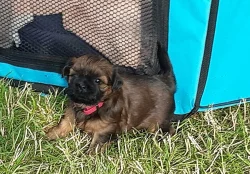 Štěňátka shih-tzu k odběru
