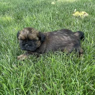 Štěňátka shih-tzu k odběru