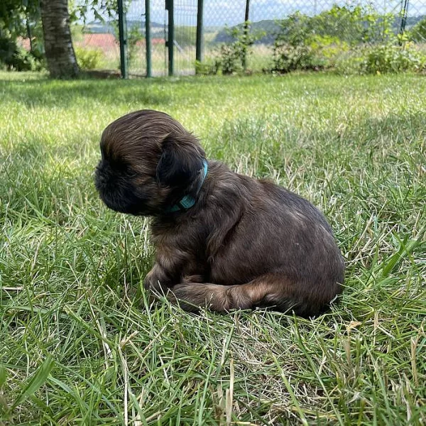 Štěňátka shih-tzu k odběru