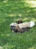 Štěňátka shih-tzu k odběru