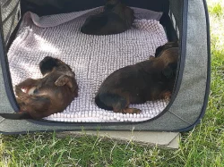 Štěňátka shih-tzu k odběru