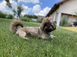 Štěňátka shih-tzu k odběru