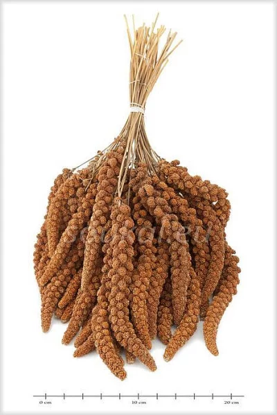 Senegalské proso