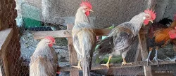 Prodáme letošní kohouty - Vlaška oranžovokrká