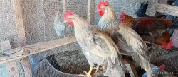 Prodáme letošní kohouty - Vlaška oranžovokrká