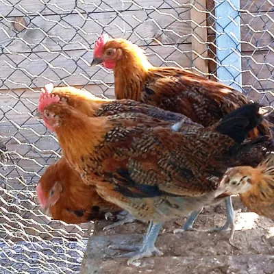 Prodáme letošní kohouty - Česká zlatá kropenka