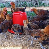 Prodáme letošní kohouty - Česká zlatá kropenka
