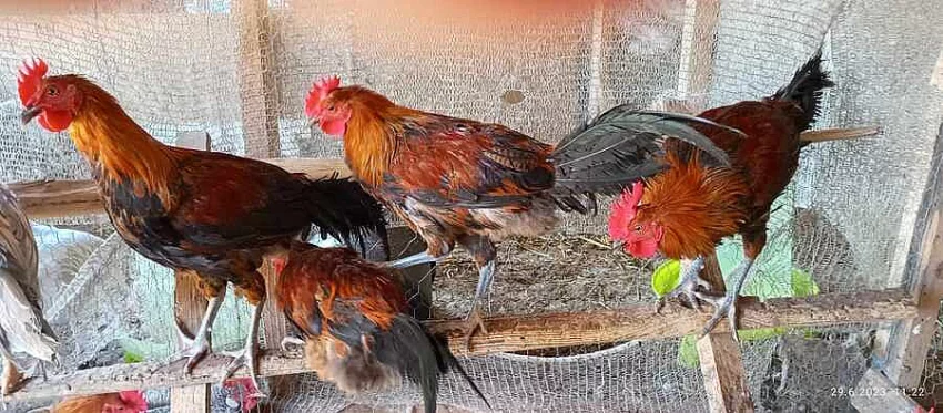 Prodáme letošní kohouty - Česká zlatá kropenka