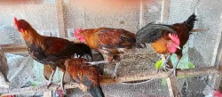 Prodáme letošní kohouty - Česká zlatá kropenka