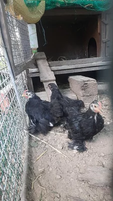 Kočinka zdrobnělá