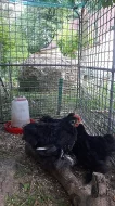 Kočinka zdrobnělá