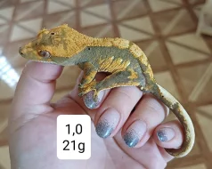 C. Ciliatus samečci