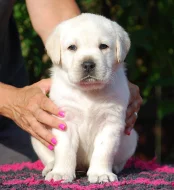 Labrador - krásná smetanová štěňátka s PP