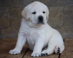 Labrador - krásná smetanová štěňátka s PP