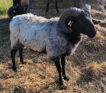 Plemenný beran Šedé vřesové ovce