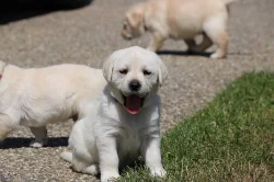 Labradorský retriever, retrívr - štěňata s PP