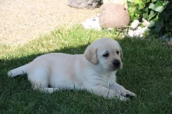 Labradorský retriever, retrívr - štěňata s PP