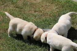 Labradorský retriever, retrívr - štěňata s PP