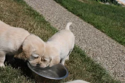 Labradorský retriever, retrívr - štěňata s PP