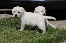 Labradorský retriever, retrívr - štěňata s PP