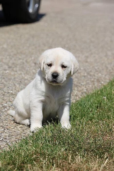 Labradorský retriever, retrívr - štěňata s PP