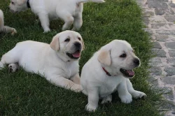 Labradorský retriever, retrívr - štěňata s PP