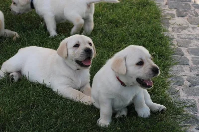 Labradorský retriever, retrívr - štěňata s PP