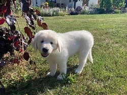 Slovenský čuvač, štěňata s PP