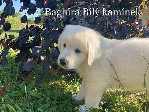 Slovenský čuvač, štěňata s PP