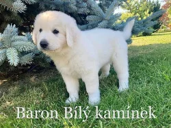 Slovenský čuvač, štěňata s PP