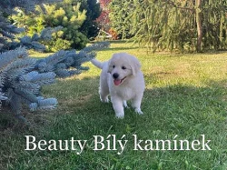 Slovenský čuvač, štěňata s PP