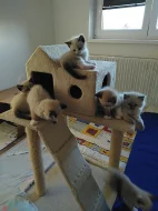 Prodám koťata ragdoll