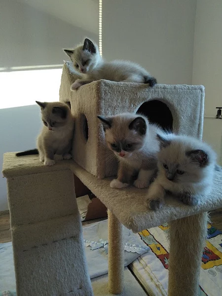 Prodám koťata ragdoll