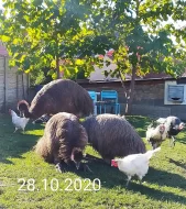 Emu hnědý tříletý pár