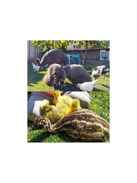 Emu hnědý tříletý pár