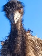 Emu hnědý tříletý pár