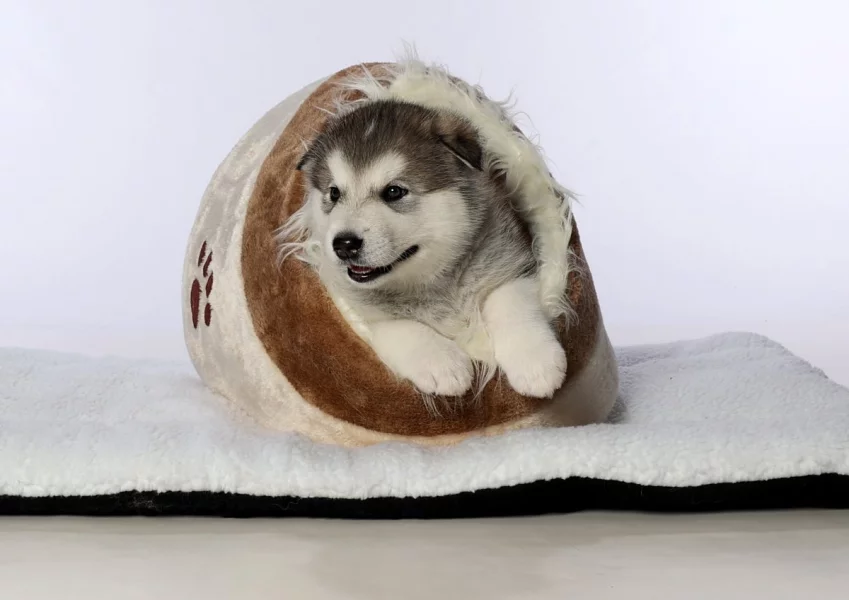Štěně aljašský malamut s PP