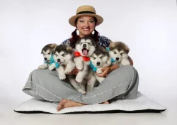 Štěně aljašský malamut s PP