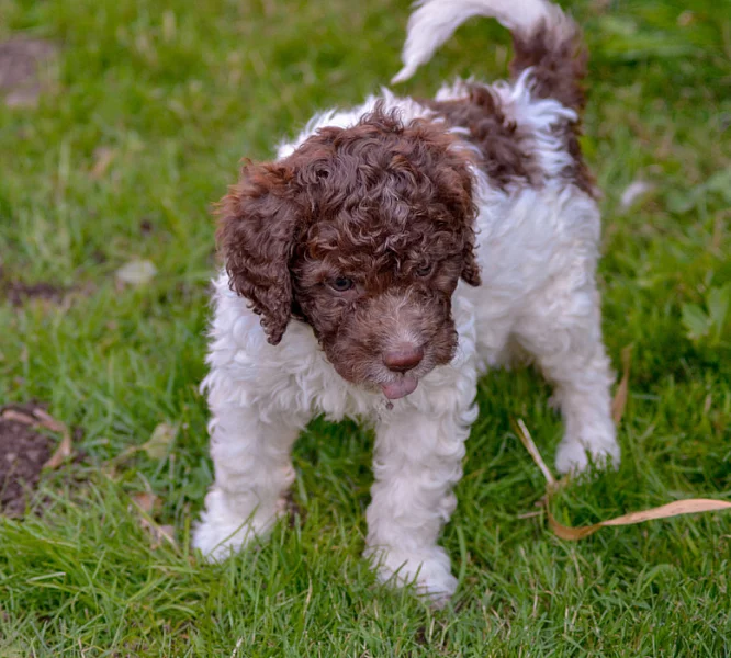 Lagotto romagnolo s PP