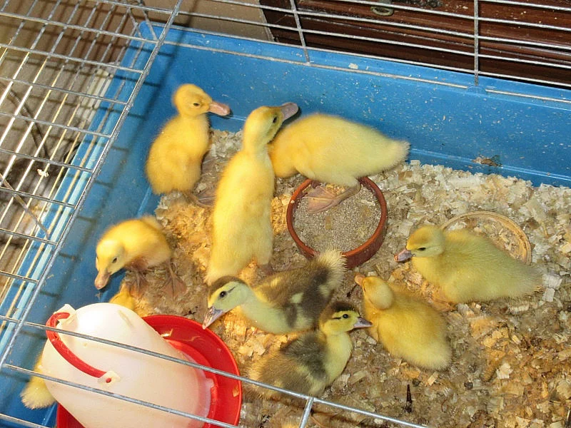 Prodám mimča Indických běžců a kachny Pižmové