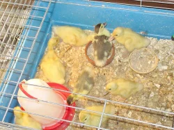 Prodám mimča Indických běžců a kachny Pižmové