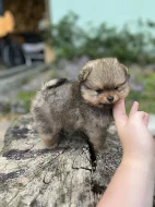 Pomeranian