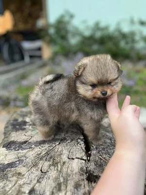 Pomeranian