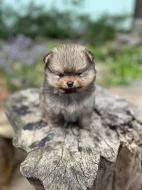 Pomeranian