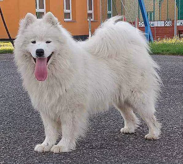 Štěňata samojeda s PP