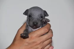 Americký bezsrstý teriér