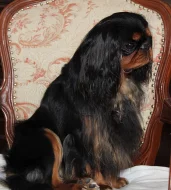 King charles spaniel /english toy spaniel/ štěně s PP