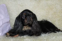 King charles spaniel /english toy spaniel/ štěně s PP